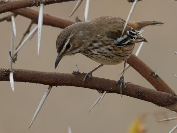 <h3><a href="/trips/safari/biota/animalia/chordata/aves/040 passeriformes/108 muscicapidae/erythropygia leucophrys/erythropygia leucophrys-en.html">Erythropygia&nbsp;leucophrys</a> / White‑browed&nbsp;scrub&nbsp;robin / Witbrauwwaaierstaart</h3>OM-1 Mark II with OLYMPUS M.300mm F4.0, 1/2000 sec at F4.0, ISO 1250, distance 7.64&nbsp;m